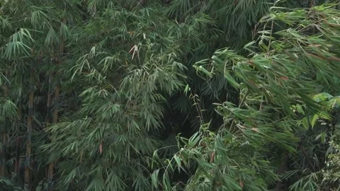 Bamboo trees swaying. Video stock 148654827