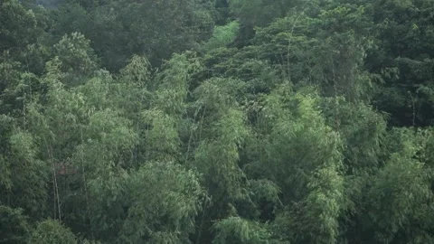 Bamboo trees swaying. Video stock 148655833