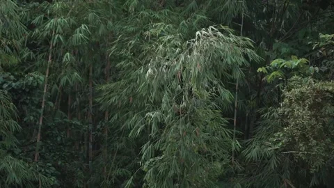 Bamboo trees swaying. Video stock 148655849