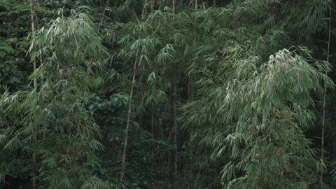 Bamboo trees swaying. Video stock 148655883