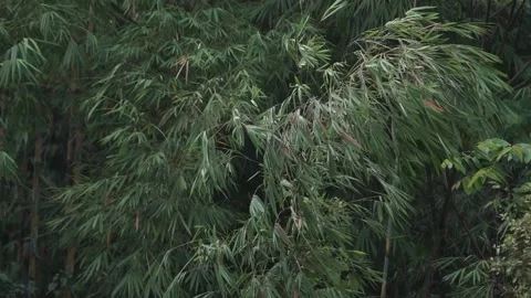 Bamboo trees swaying. Video stock 148655929