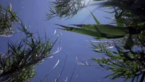 Bamboo trees swinging in the wind slow motion shot Stock Footage 95937707