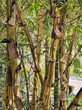 Bamboo trees in the thick forest Stock Photos