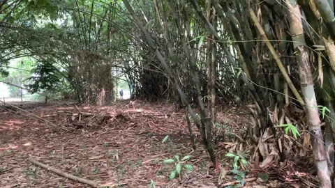 Bamboo trees in tropical rain forest Stock Footage 287308778