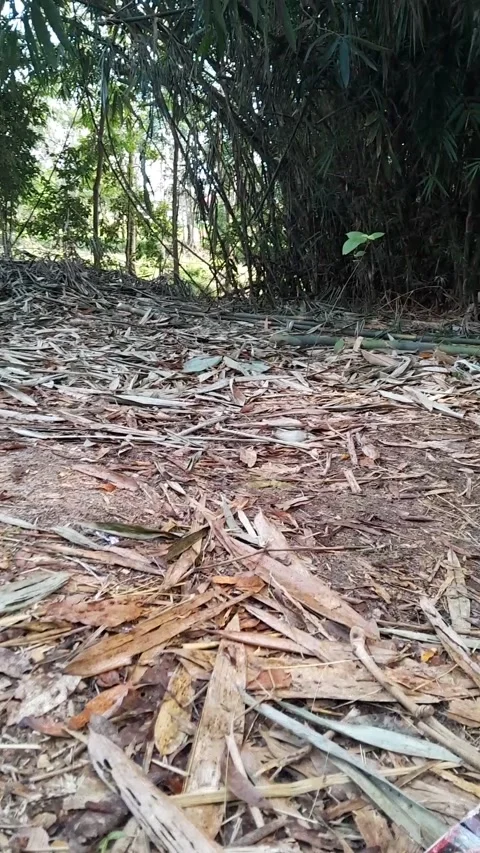 Bamboo trees in the village Video stock 230961679