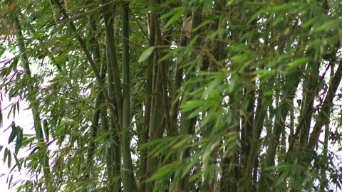 Bamboo Trees - Windy Video stock 311268900