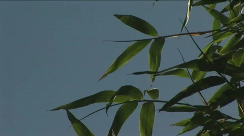 Bamboo treeshot Stock Footage 530902