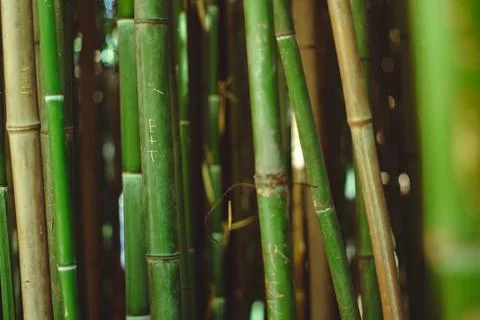 Bamboo trunk background, natural background 库存照片