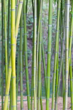 Bamboo trunk texture Stock Photos