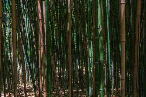 The bamboo trunks create the green texture of the bamboo forest. Stock Photos