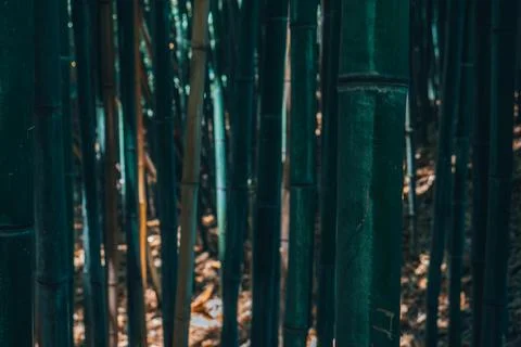 The bamboo trunks create the green texture of the bamboo forest. Stock Photos