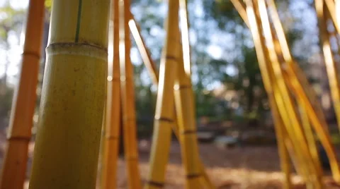 Bamboo Trunks Stock Footage 51891778
