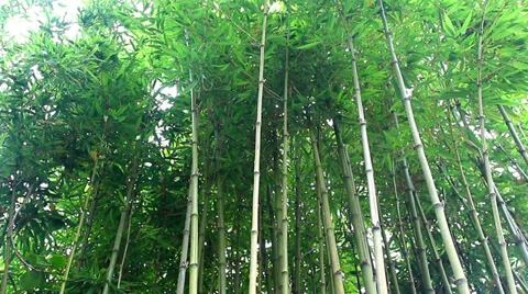 Bamboo trunks in the forest Stock Footage 28558038
