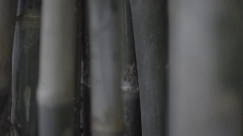 Bamboo trunks moving - Bamboo Forest Indonesia Video stock 84299893