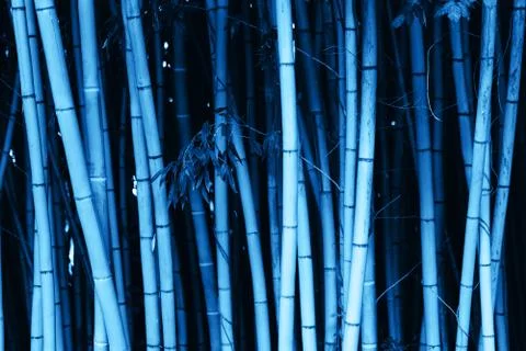 Bamboo trunks overgrown Foto stock