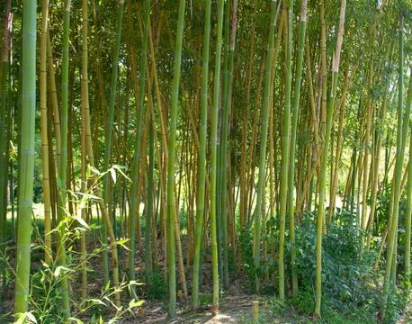 Bamboo trunks vertical smooth green in the woods next to grow small fluffy bu Stock Photos