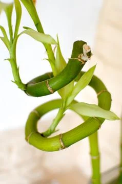 Bamboo twisted Stock Photos