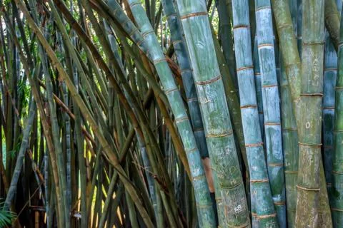 Bamboo with vandal scripts in natural environment 스톡 사진