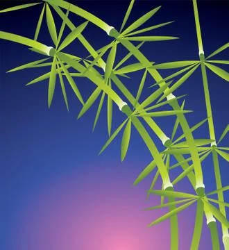 Bamboo, vector illustration Stock Illustration