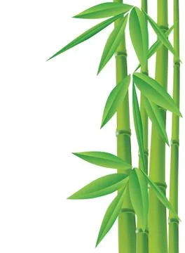 Bamboo, vector illustration Stockillustratie
