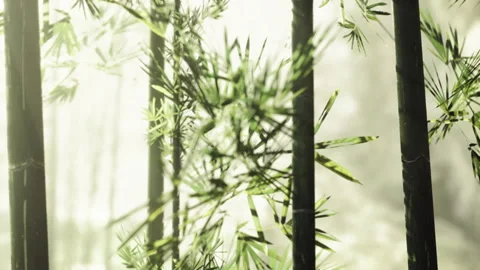 Bamboo vertical pattern creating abstract nature background Stock Footage 340344518