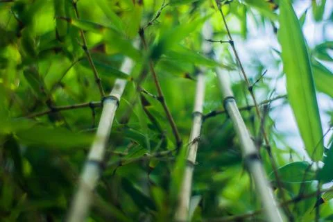 Bamboo view from below 写真素材