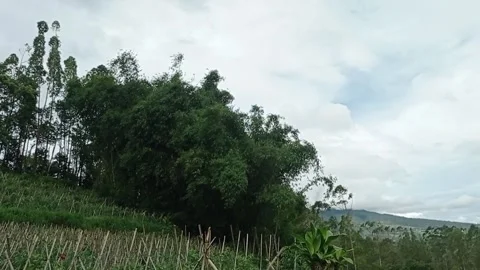 Bamboo Views Stock Footage 234325326