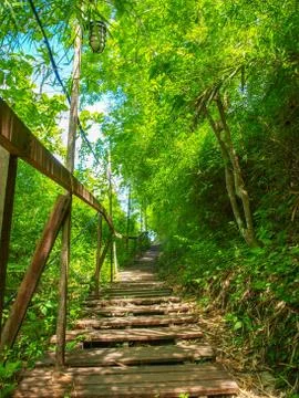 The bamboo walk in the forest. Stock Photos