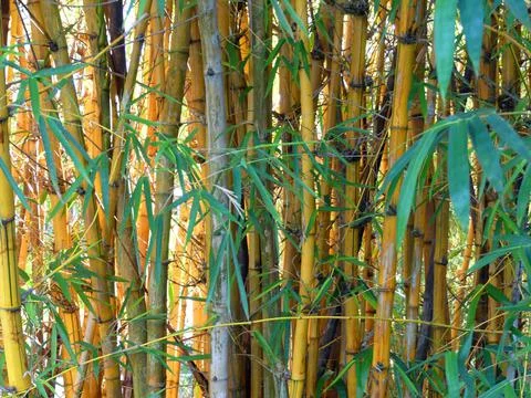 The bamboo wall Stock Photos