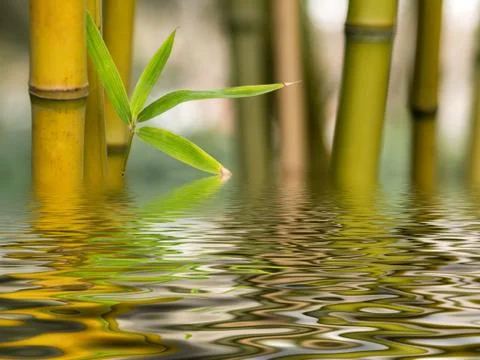 Bamboo water reflection Foto stock