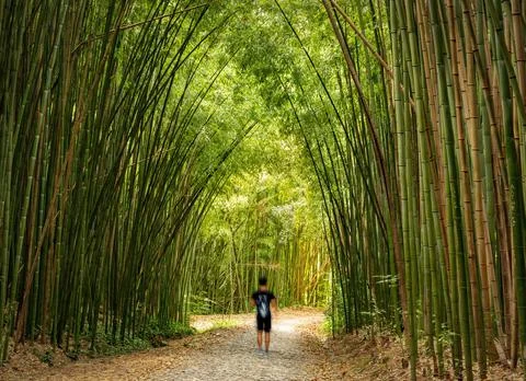 Bamboo way Stock Photos