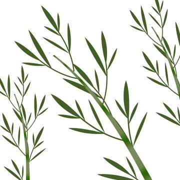Bamboo on the white background vector Stock Illustration