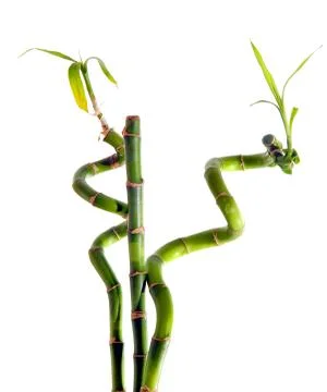 Bamboo on white Stock Photos