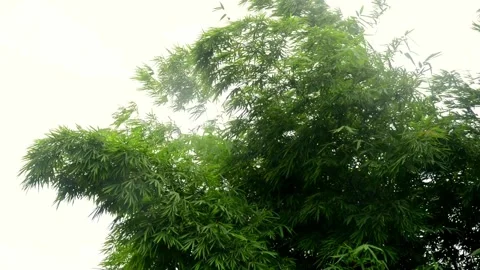 Bamboo Wind 02 Stock Footage 296787750