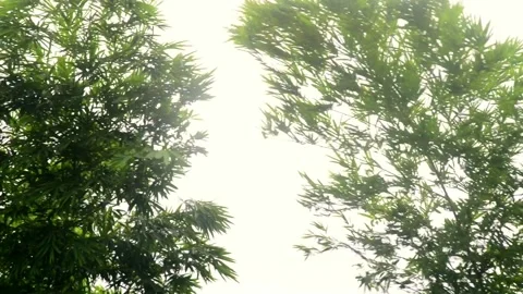 Bamboo Wind 03 Stock Footage 296787767
