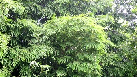 Bamboo Wind 04 Stock Footage 297657233