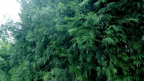 Bamboo Wind 12 Stock Footage 306924888