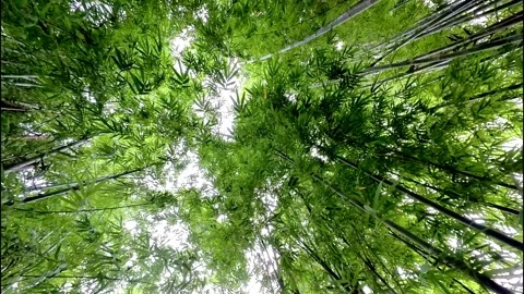 Bamboo Wind 13 Stock Footage 309095012