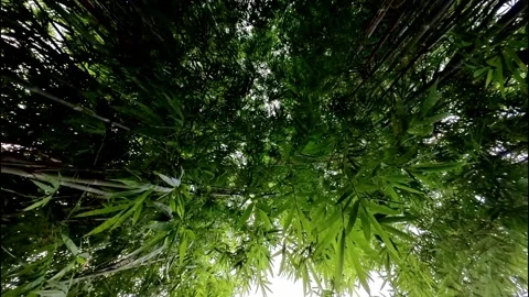 Bamboo Wind 14 Stock Footage 309095003