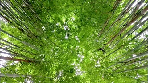 Bamboo Wind 15 Stock Footage 309094966