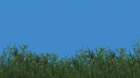 Bamboo in the wind - blue screen Stock Footage 33719197