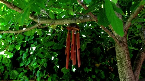 Bamboo Wind Chime Swaying on Walnut Tree Branch in Summer Breeze Stock Footage 337721761