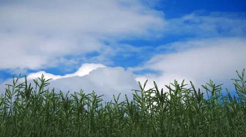 Bamboo in the wind Stock Footage 33719191