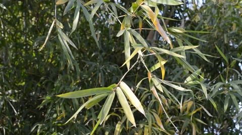 Bamboo wind Stock Footage 35177910