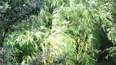 Bamboo on the wind Stock Footage 134679821