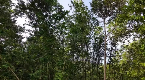 Bamboo on a windy day. Video stock 52340069