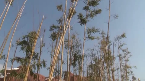 Bamboo in winter Stock Footage 235131306