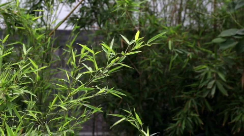 The bamboo in yard Video stock 746327