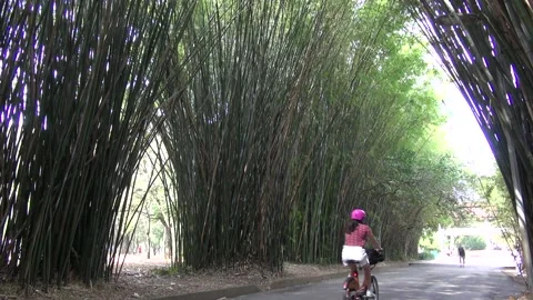 Bamboo1 Stock Footage 137529113