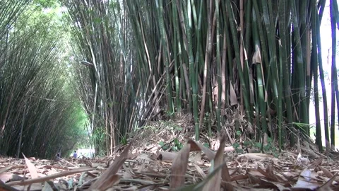Bamboo2 Stock Footage 137530666